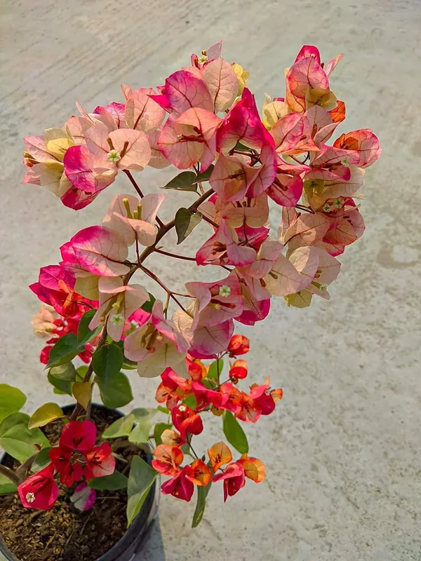 Bougainvillea_Chitra_Plant_Outdoor_Gardening