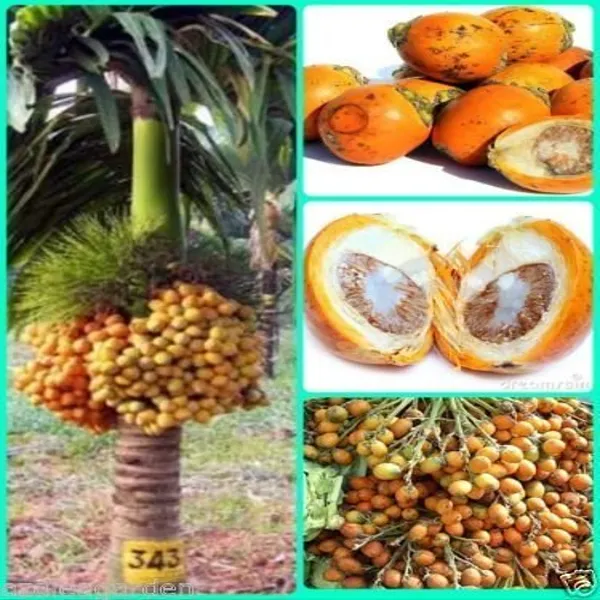 Betel_Nut_Dwarf_Grafted_Outdoor_Plant