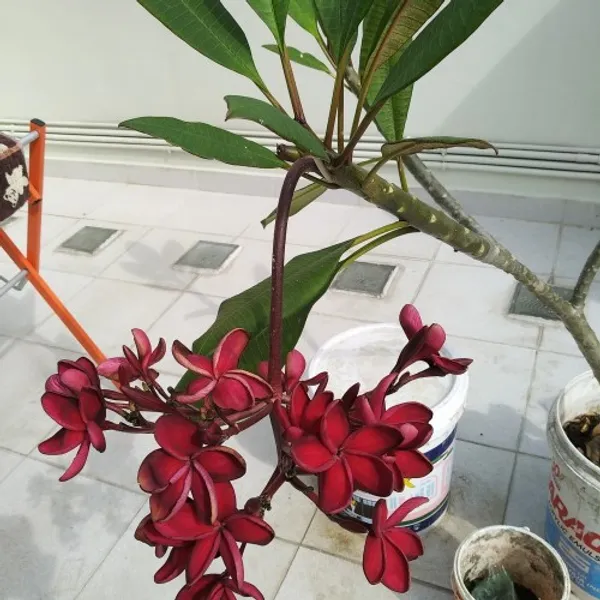 Maroon_Plumeria