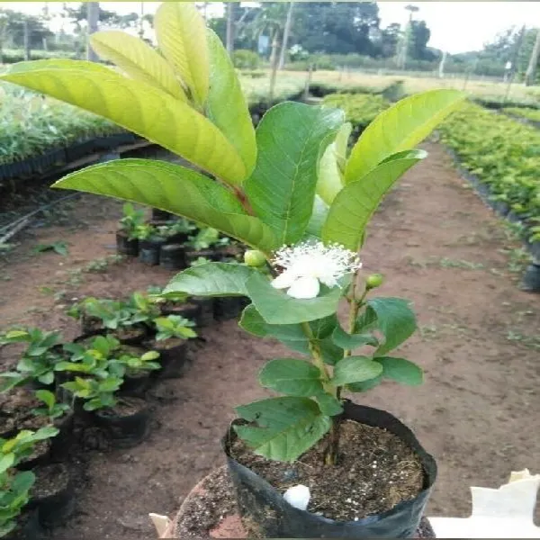 Vnr_Guava_Grafted_Plant
