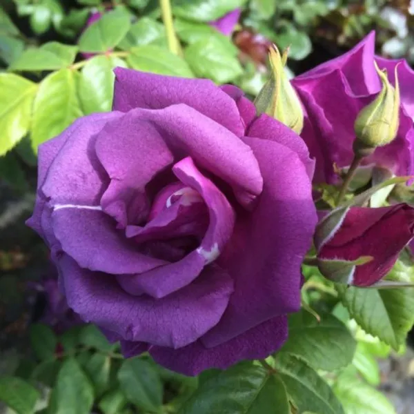 Rhapsody_In_Blue_Rose