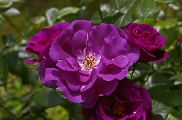 Rhapsody_In_Blue_Rose