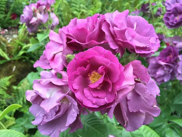 Rhapsody_In_Blue_Rose