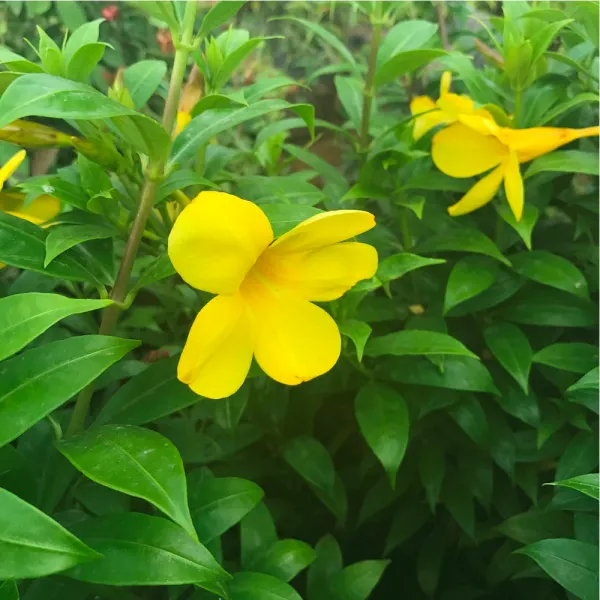 Allamanda_Yellow_Dwarf_Outdoor_Plant