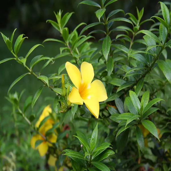 Allamanda_Yellow_Dwarf_Outdoor_Plant