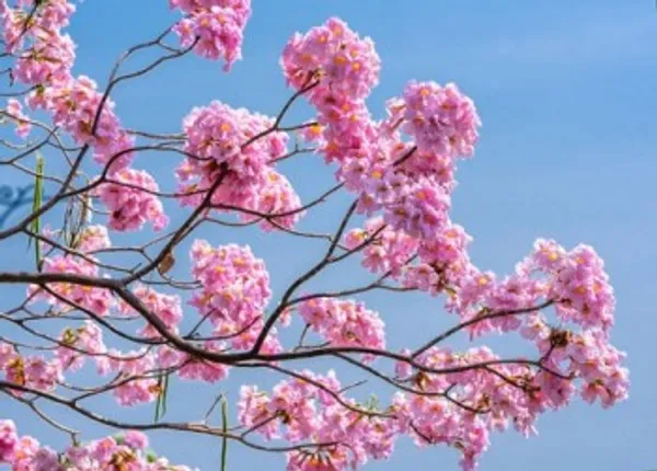 Jacaranda_Pink