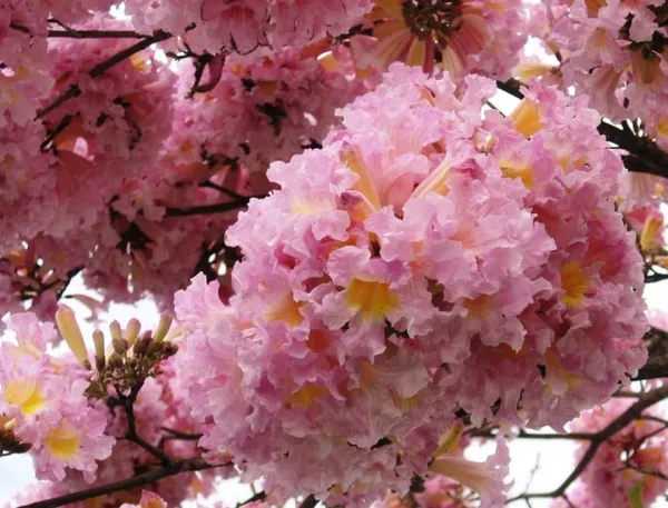 Grafted World Jacaranda Pink Price in India - Buy Grafted World