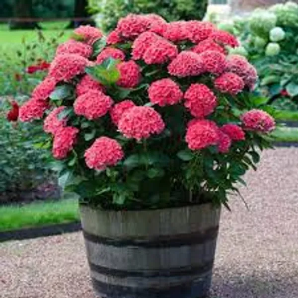 Hydrangea_Red_Flower_Plant