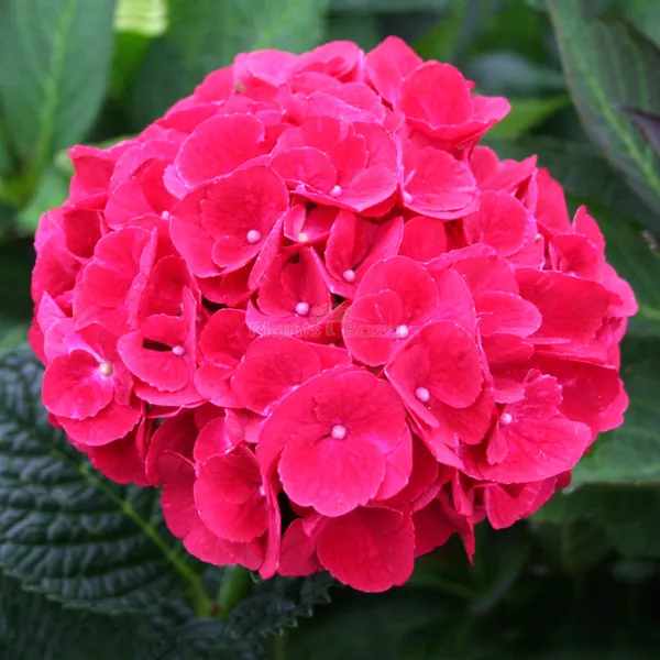Hydrangea_Red_Flower_Plant