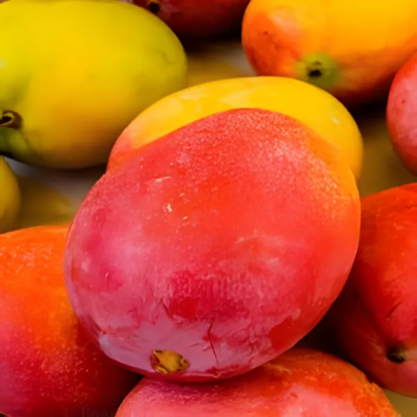 Sidur_Kouta_Mango_|_Grafted_and_Hybrid_Plants