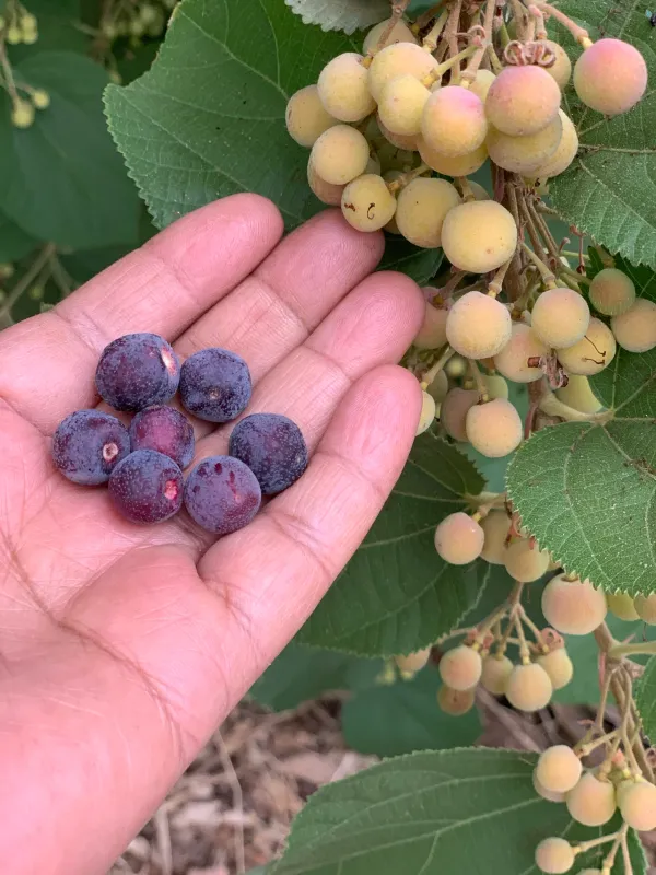 Falsa_Fruit_Plant_|_Grafted_and_Hybrid_Plants