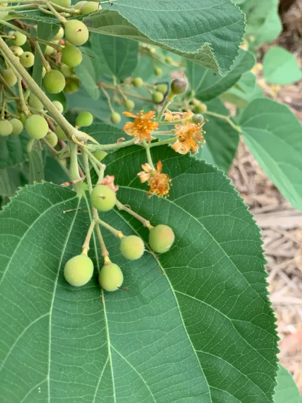 Falsa_Fruit_Plant_|_Grafted_and_Hybrid_Plants