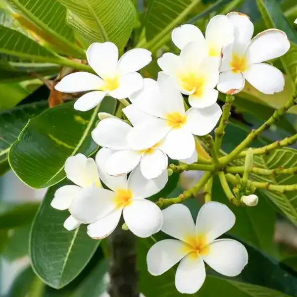 White_Champa_Plant