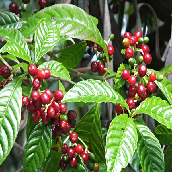 Coffee_Fruit_Plant