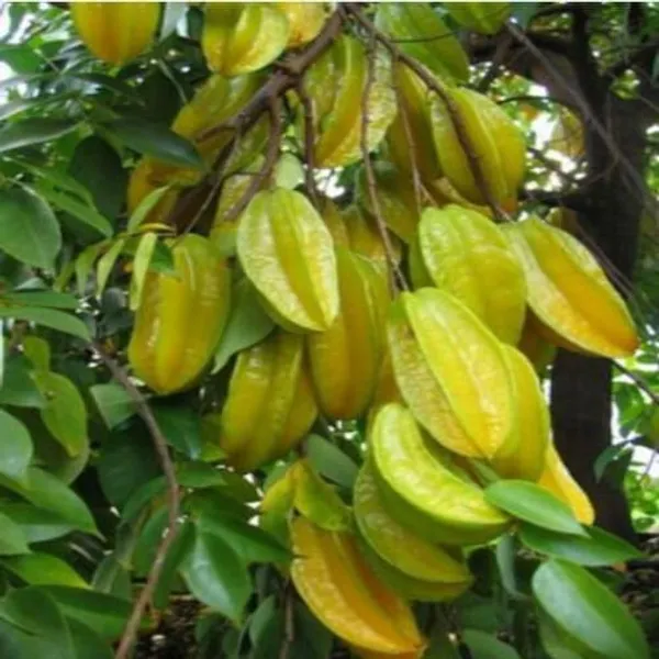 All_Time_Sweet_Star_Fruit_Plant_(Pack_Of_1)