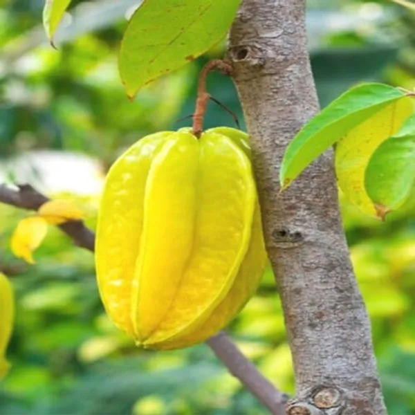 All_Time_Sweet_Star_Fruit_Plant_(Pack_Of_1)