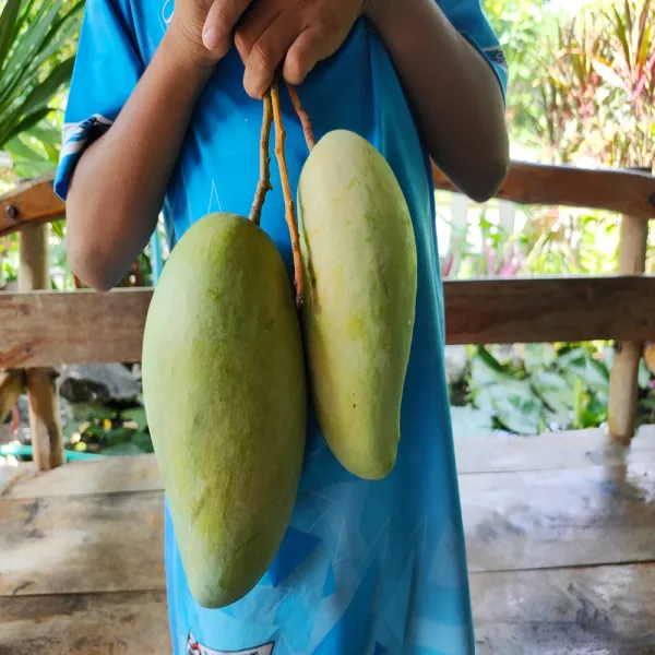 Noorjahan_Mango_Grafted_Plant_Without_Pot