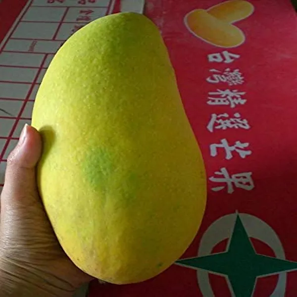 Noorjahan_Mango_Grafted_Plant_Without_Pot