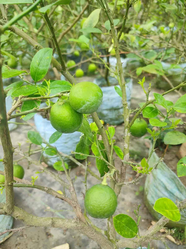 All_time_Kolkata_Pati_Lemon_|_Grafted_and_Hybrid_Plants