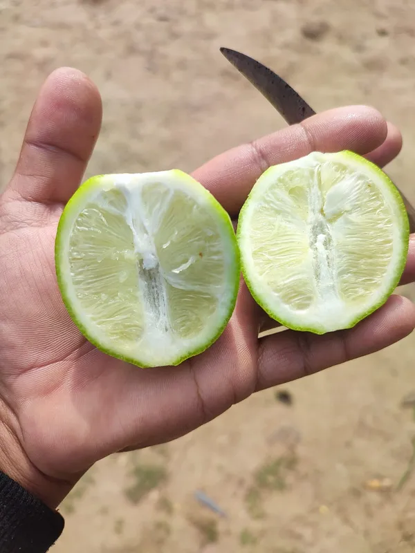 All_time_Kolkata_Pati_Lemon_|_Grafted_and_Hybrid_Plants