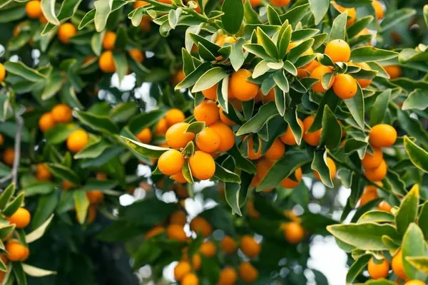 Hybrid_Sweet_Lemon_Plant_|_Grafted_Plant