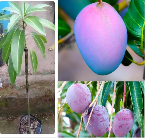 Japanese_Purple_Miyazaki_Mango_Hybrid_Grafted_Plant