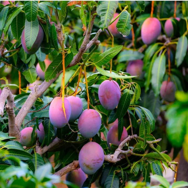 Japanese_Purple_Miyazaki_Mango_Hybrid_Grafted_Plant