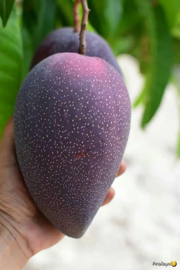 Black_Stone_Mango_Plant_Original_Grafted