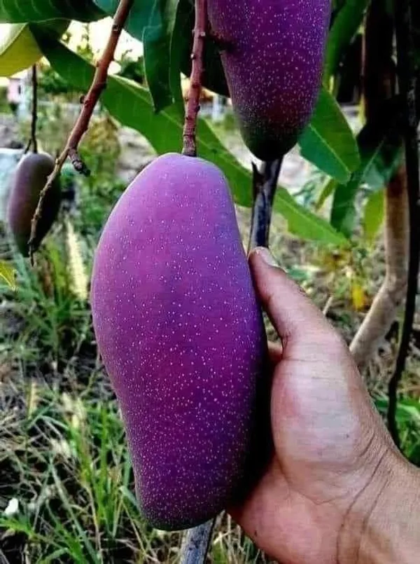 Black_Stone_Mango_Plant_Original_Grafted