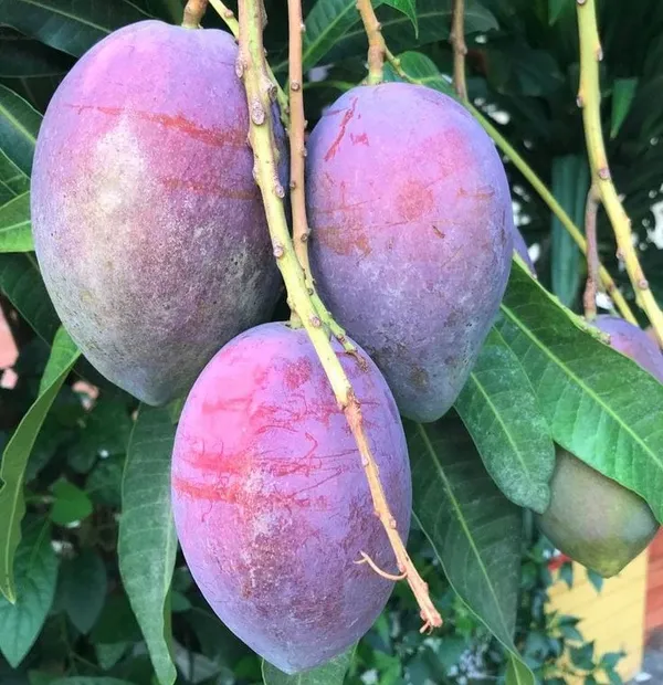 Black_Stone_Mango_Plant_Original_Grafted