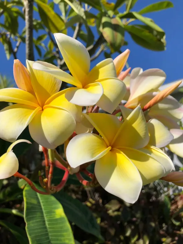 Plumeria_Aztec_Gold_Outdoor_Plant