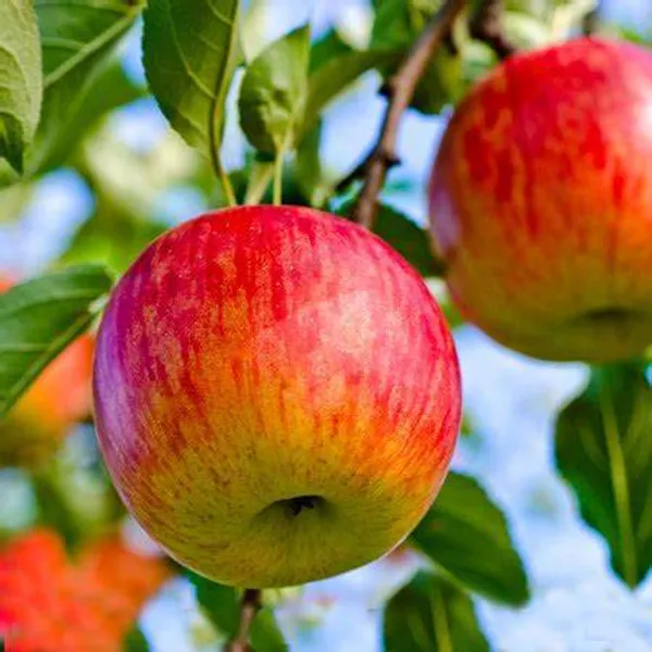 Hot_Climate_Apple_Plant_(HRMN-99)_Pack_Of_1_Healthy_Plant_For_Sweet_Home_Garden