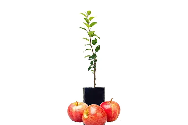 Hot_Climate_Apple_Plant_(HRMN-99)_Pack_Of_1_Healthy_Plant_For_Sweet_Home_Garden