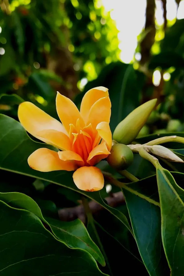 Golden_Champa_|_Champak_Magnolia_|_Swarna_Chapa_Grafted_Flower_Plant_&_Tree_(2_Years_Old_Plant_Ready_To_Bloom)_For_Home_Gardening_Hybrid_Golden_Champa_Flower_Plant