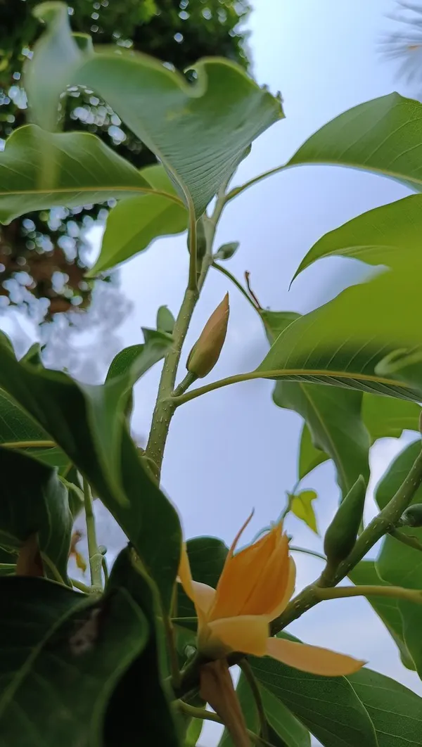 Golden_Champa_|_Champak_Magnolia_|_Swarna_Chapa_Grafted_Flower_Plant_&_Tree_(2_Years_Old_Plant_Ready_To_Bloom)_For_Home_Gardening_Hybrid_Golden_Champa_Flower_Plant