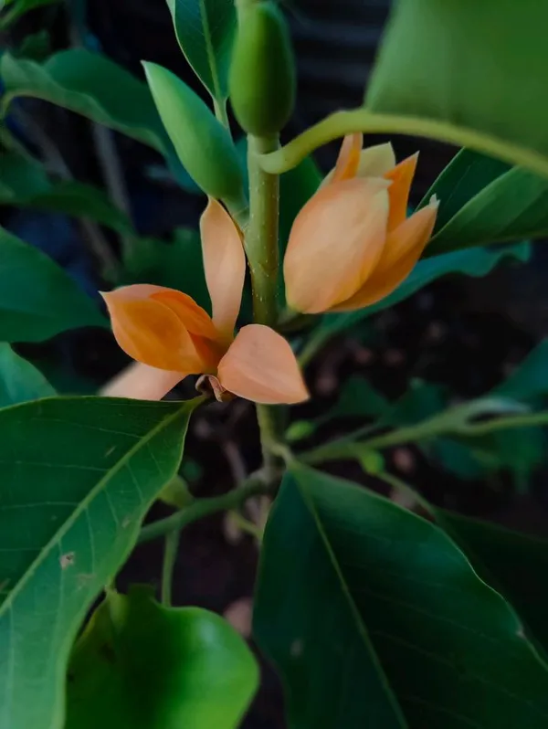 Golden_Champa_|_Champak_Magnolia_|_Swarna_Chapa_Grafted_Flower_Plant_&_Tree_(2_Years_Old_Plant_Ready_To_Bloom)_For_Home_Gardening_Hybrid_Golden_Champa_Flower_Plant