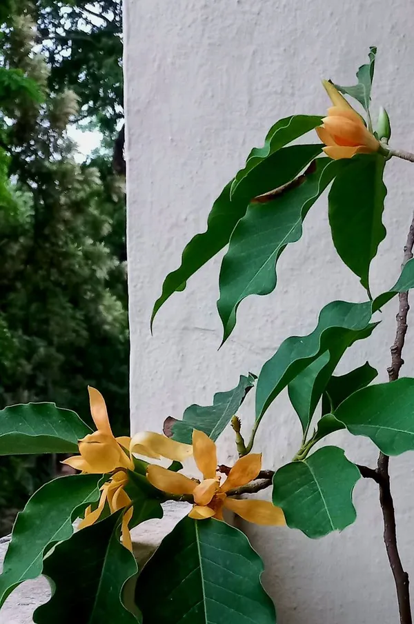 Golden_Champa_|_Champak_Magnolia_|_Swarna_Chapa_Grafted_Flower_Plant_&_Tree_(2_Years_Old_Plant_Ready_To_Bloom)_For_Home_Gardening_Hybrid_Golden_Champa_Flower_Plant