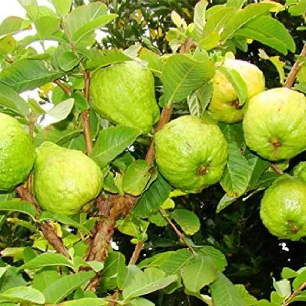 Thai_Kg_Guava_Grafted_Plant_Without_Pot