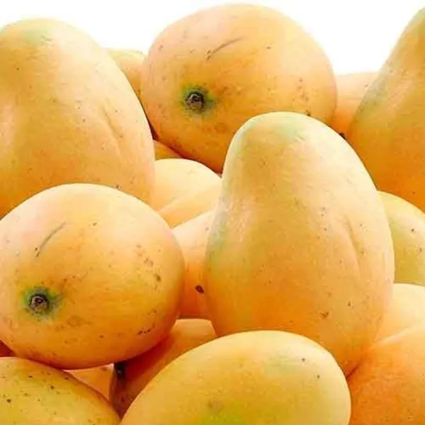 Baganpalli_Mango_Plant_Grafted_Hybrid