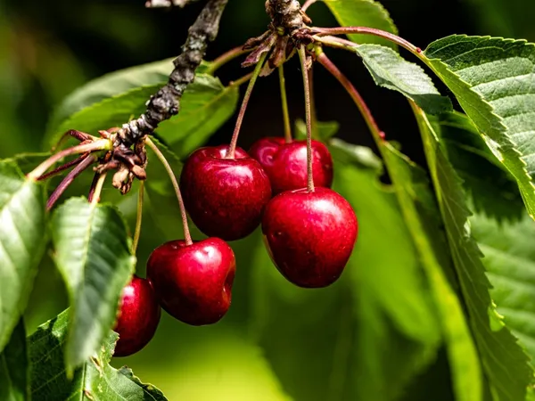 Hot_Climate_Cherry_|_Grafted_and_Hybrid_Plants