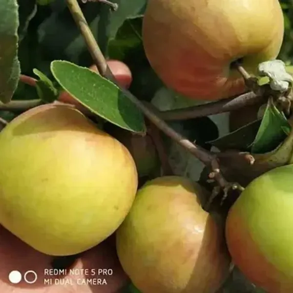 Ball_Sundari_Ber_Apple_Fruit_Plant_&_Tree_(Grafted_For_Sweet_Home_Garden_Hybrid_Ber_Apple_Plant_(1.5-3.5_Ft_Hight)