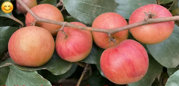 Ball_Sundari_Ber_Apple_Fruit_Plant_&_Tree_(Grafted_For_Sweet_Home_Garden_Hybrid_Ber_Apple_Plant_(1.5-3.5_Ft_Hight)