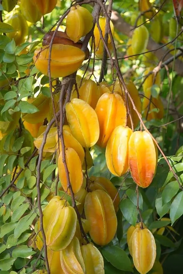Sweet_Kamrak_Star_Fruit_Kamranga_Tree_Plant_Saplings_Hybrid_Grafted_Tree