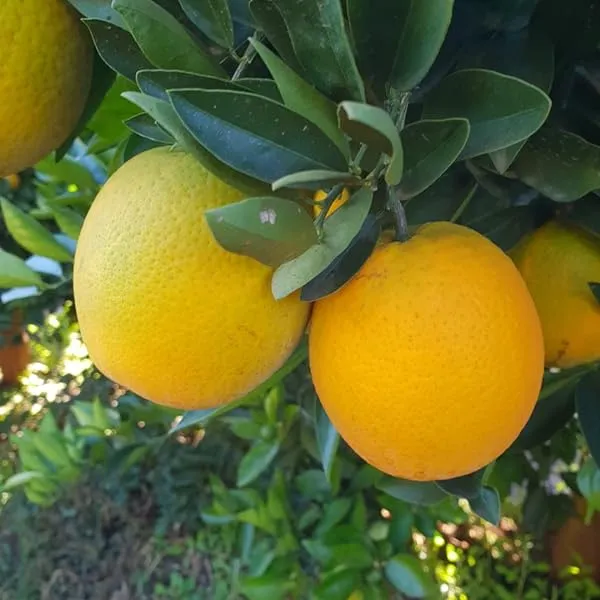 Valencia_Orange_Plant_|_Grafted_and_Hybrid_Plants