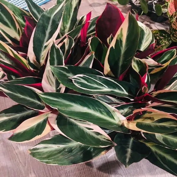 Stromanthe_Triostar_Live_Indoor_Plant_(1.5-2_Feet_Height_Pack_Of_1)