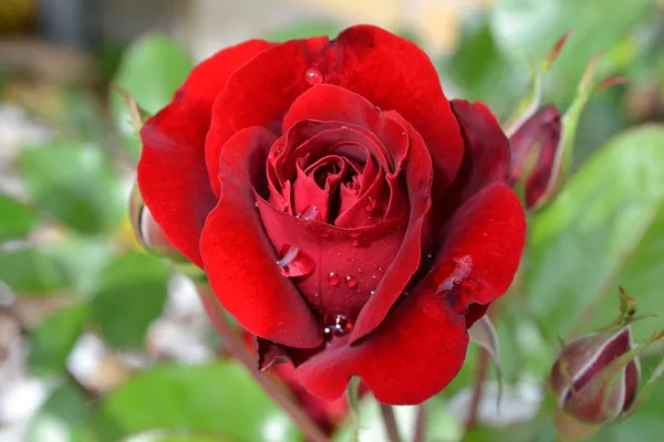 Victor_Hugo_Rose_Plant