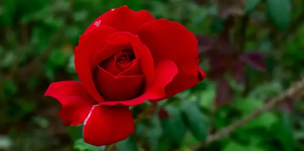 Victor_Hugo_Rose_Plant
