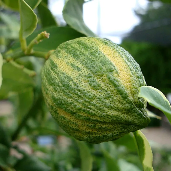 Variegated_Lemon_Plant_|_Grafting_Plant