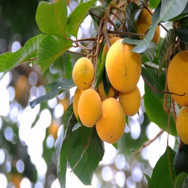 Hybrid_Sandalwood_Plant