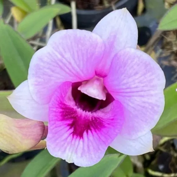 Dendrobium_sree_tri_angel